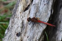 Sympetrum sanguineum