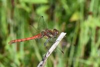 Sympetrum striolatum