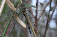 Aeshna cyanea