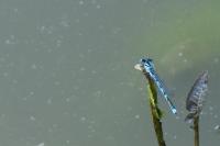 Erythromma lindenii