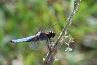 Libellula depressa