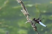 Libellula depressa