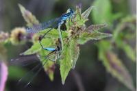 Ischnura elegans