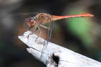 Sympetrum meridionale