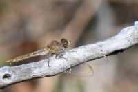 Sympetrum meridionale