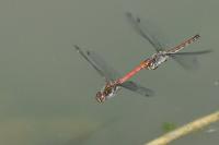 Sympetrum striolatum