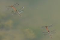 Sympetrum striolatum