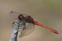 Sympetrum sanguineum