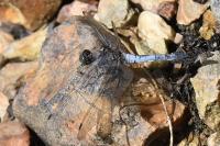 Orthetrum cancellatum