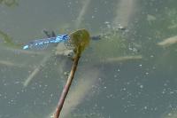 Enallagma cyathigerum