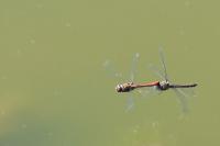 Sympetrum striolatum