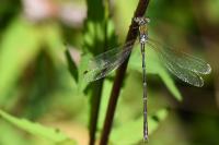 Lestes barbarus