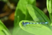 Coenagrion mercuriale