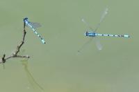 Enallagma cyathigerum