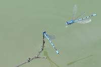 Enallagma cyathigerum
