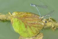 Platycnemis pennipes