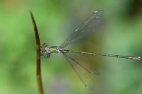 Chalcolestes viridis