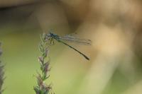 Chalcolestes viridis