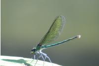 Calopteryx virgo