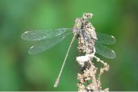 Chalcolestes viridis