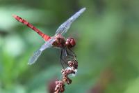 Sympetrum sanguineum