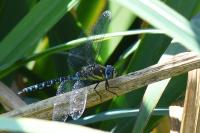 Aeshna mixta
