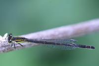 Ischnura elegans