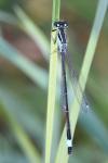Ischnura elegans