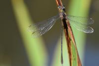Chalcolestes viridis