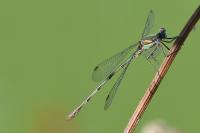 Chalcolestes viridis