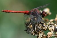 Sympetrum sanguineum