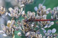 Sympetrum striolatum