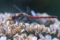 Sympetrum striolatum