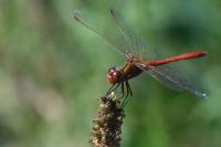 Sympetrum meridionale