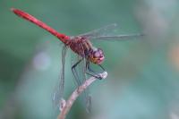 Sympetrum meridionale