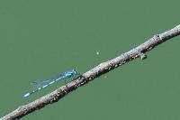 Enallagma cyathigerum