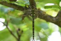 Aeshna cyanea