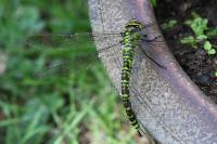 Aeshna cyanea