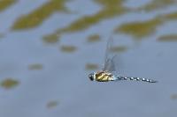 Aeshna mixta