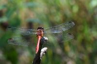 Sympetrum sanguineum