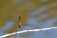 Sympetrum meridionale