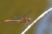 Sympetrum meridionale