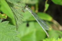 Platycnemis pennipes