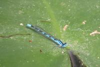 Enallagma cyathigerum