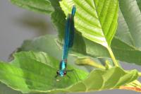 Calopteryx splendens