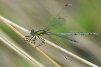 Chalcolestes viridis