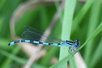 Coenagrion mercuriale