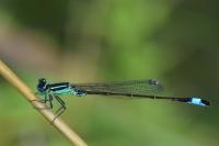Ischnura elegans