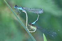 Ischnura elegans