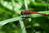 Sympetrum sanguineum